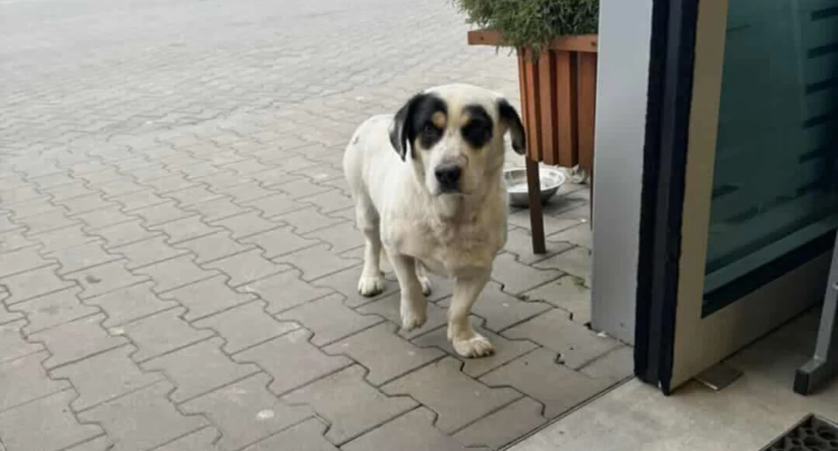 Na zdjęciu: Poszukiwany właściciel psa, fot. Facebook/Urząd Miejski w Przedborzu 
