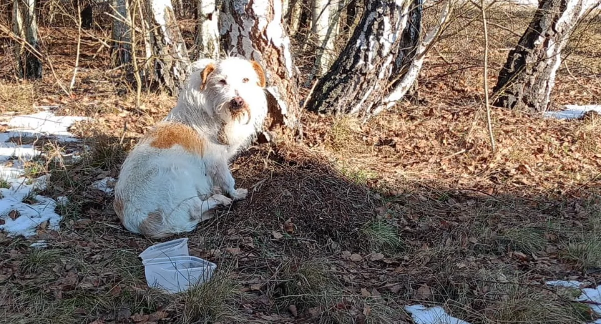 Na zdjęciu: Pies znaleziony w okolicy miejscowości Dąbrówka, fot. Pani Magda