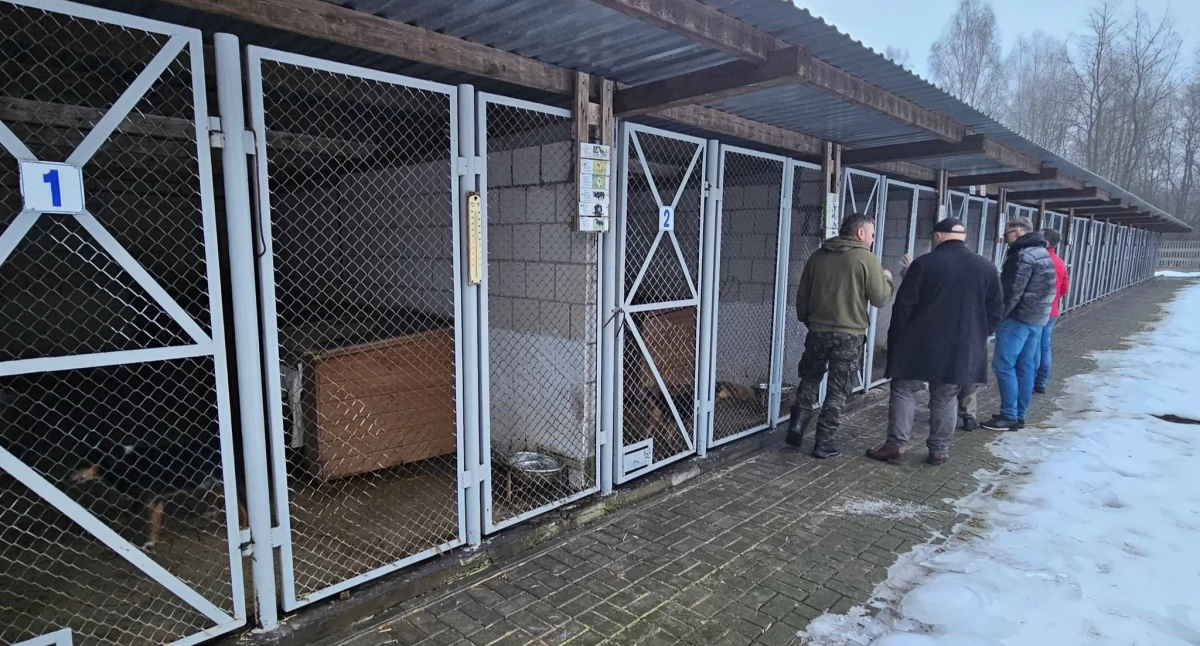 Zdrowie, Radni zaglądają schroniskowe kraty Sprawdzają zwierzakom Radomsku brakuje opieki - zdjęcie, fotografia