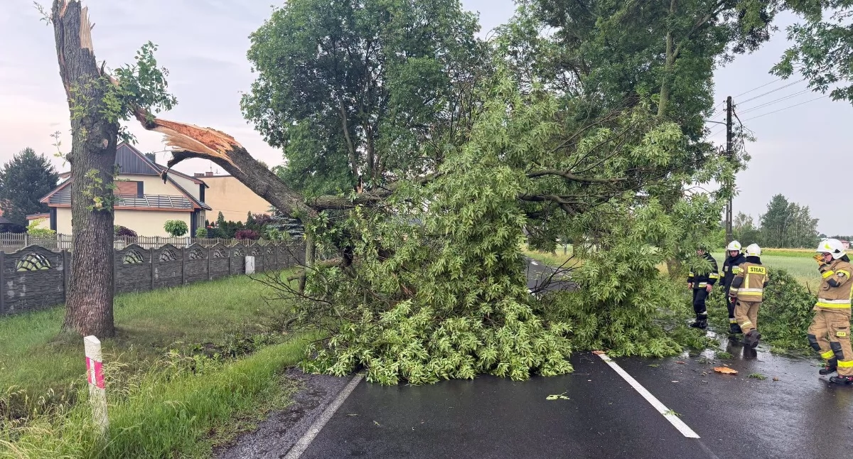 Na zdjęciu: Druhowie z Rzejowic i Kodręba usuwali drzewo z DK42, fot. Facebook/OSP Kodrab