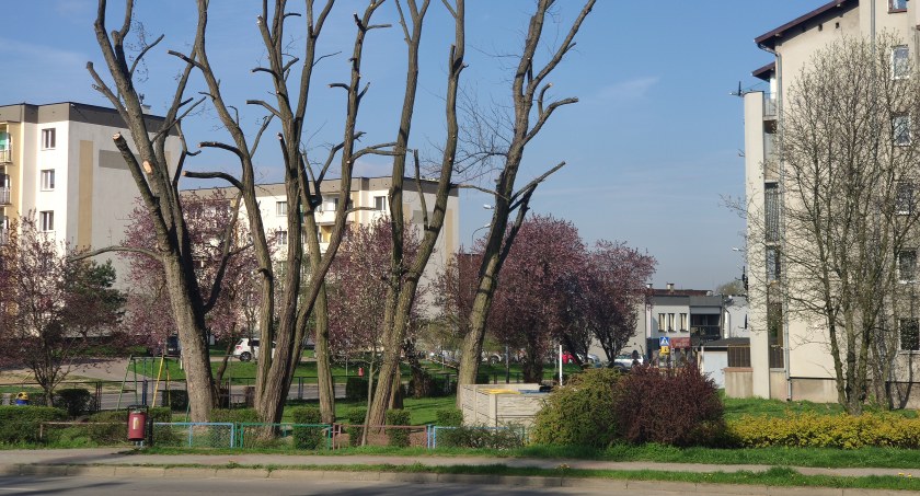 Na zdjęciu drzewa okaleczone przez całkowite ścięcie koron u zbiegu Targowej, Tysiąclecia i Armii Krajowej
