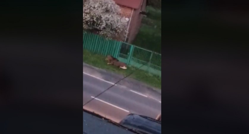Na zdjęciu zrzut ekranu z filmu nagranego przez naszego Czytelnika