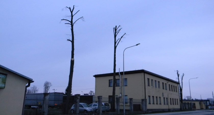 Na zdjęciu przycięte lipy na ulicy Kraszewskiego. Fot. Nasze drzewa/Facebook