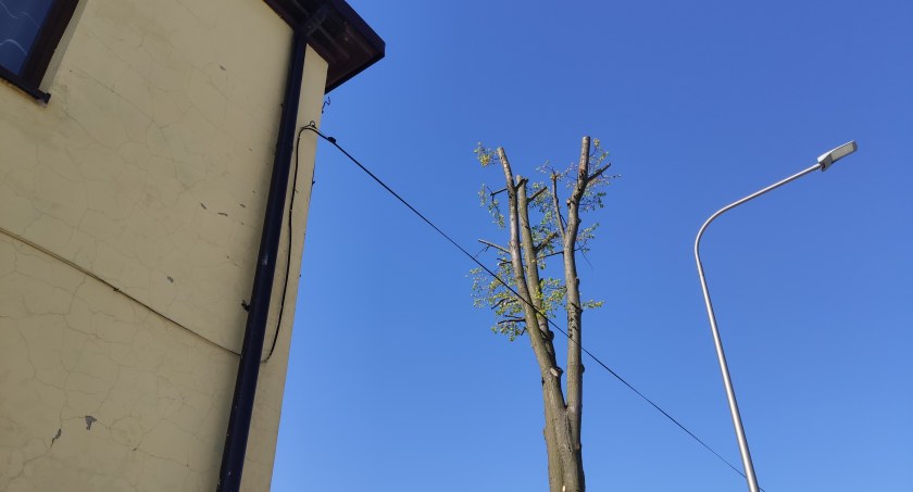 Na zdjęciu jedno z okaleczonych pseudo pielęgnacją drzew