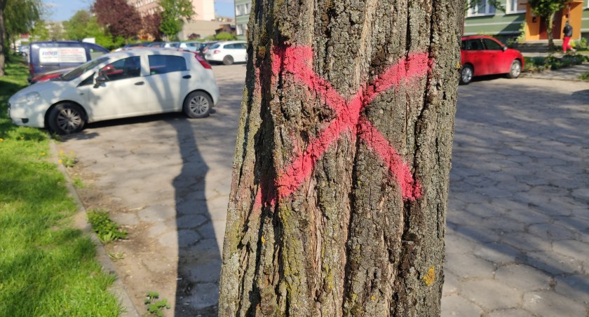 Na zdjęciu drzewo przy Leszka Czarnego oznaczone przez miejskich urzędników krzyżykiem. Ma zostać wycięte