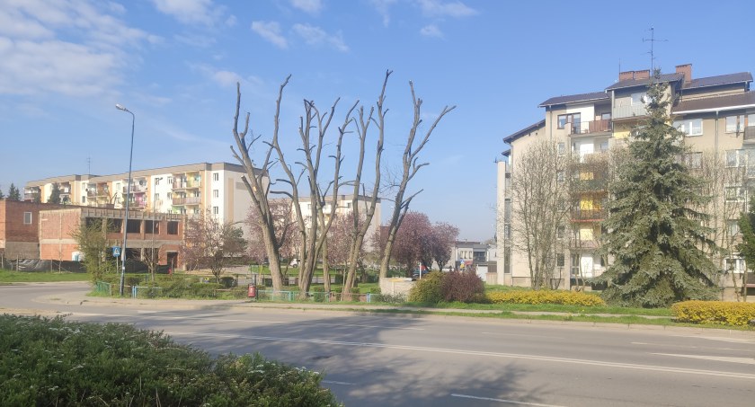 Na zdjęciu drzewa po 