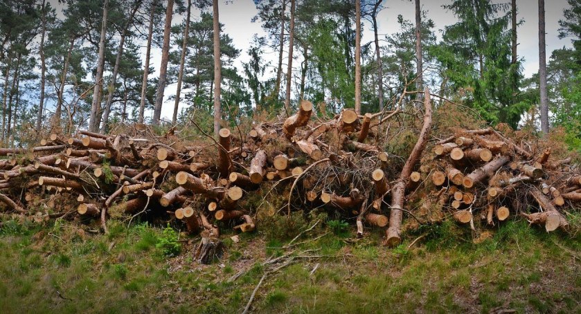 Na zdjęciu pryzma drewna. Fot.  bernswaelz