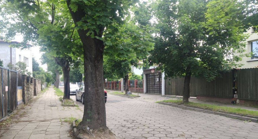Na zdjęciu drzewa rosnące przy Fabianiego