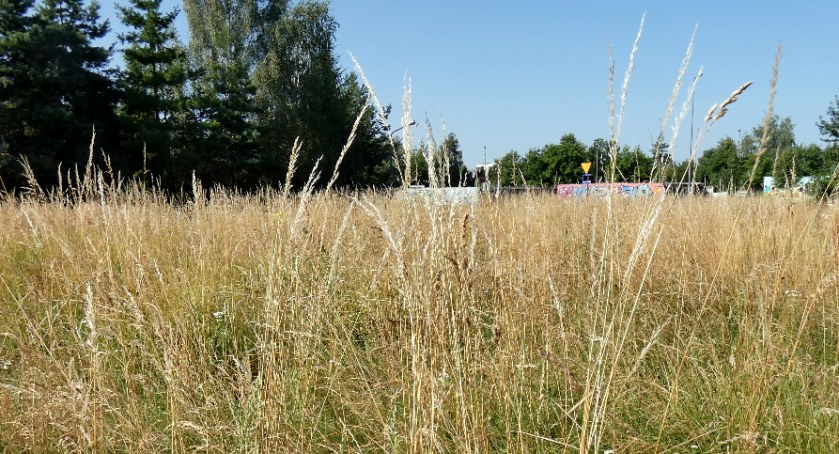 Trawy nie są koszone od wiosny. Zdjęcie: na ul. Starowiejskiej. 