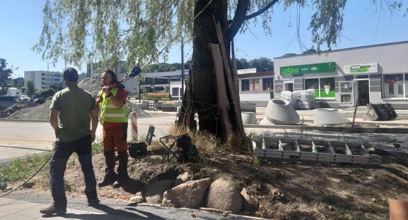Próba obciążeniowa jest jedną z bardziej zaawansowanych metod badania drzew. Zdjęcie: UM Radomsko. 
