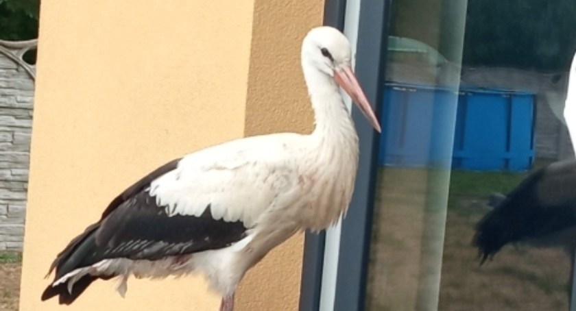 Bocian jest uważany za ptaka, który przynosi szczęście, pomyślność w rodzinie, ale również dobry urodzaj. Zdjęcie: Jacek Świątkowski. 