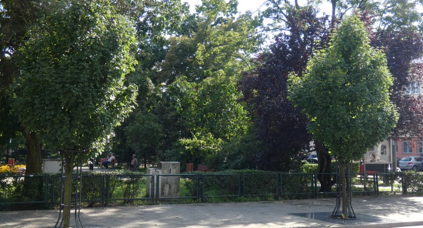 Najcieńsze drzewo posadzonych przy Reymonta miało 14 cm w obwodzie. Powinno mieć min. 30