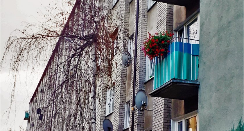 Na zdjęciu brzoza rosnąca przy jednym z bloków przy ul. Piastowskiej - fot. Ernest Rudnicki