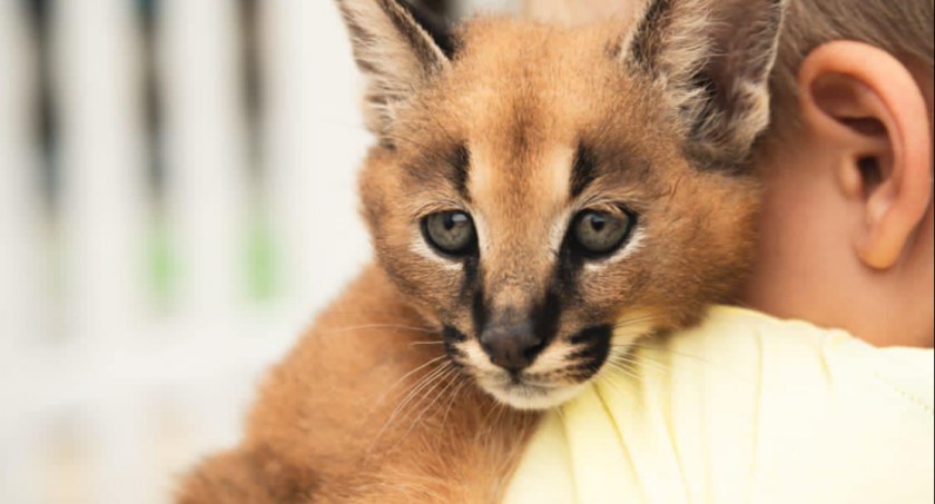 Na zdjęciu jedno ze zwierząt, które można oglądać w mini ZOO - fot. Facebook