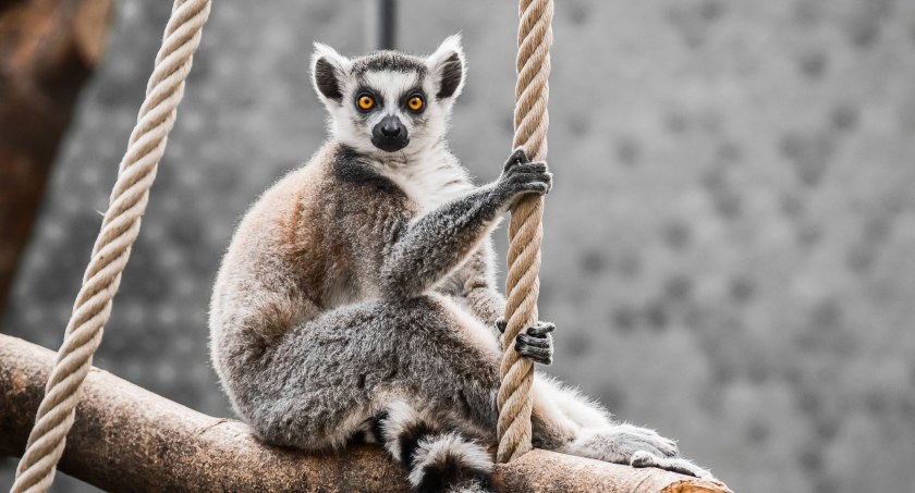 Na zdjęciu lemur - fot. ilustracyjne/Pixabay