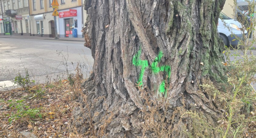 Na zdjęciu jedno z oznaczonych drzew na Reymonta