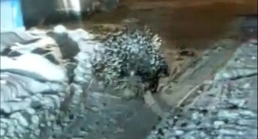 Na zdjęciu zrzut ekranu z filmu, na którym nagrano uciekiniera