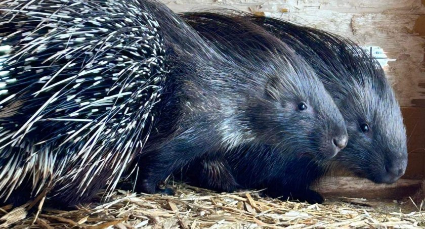 Na zdjęciu jeżozwierz Staś i jego partnerka Halina - fot. Facebook/Mini ZOO