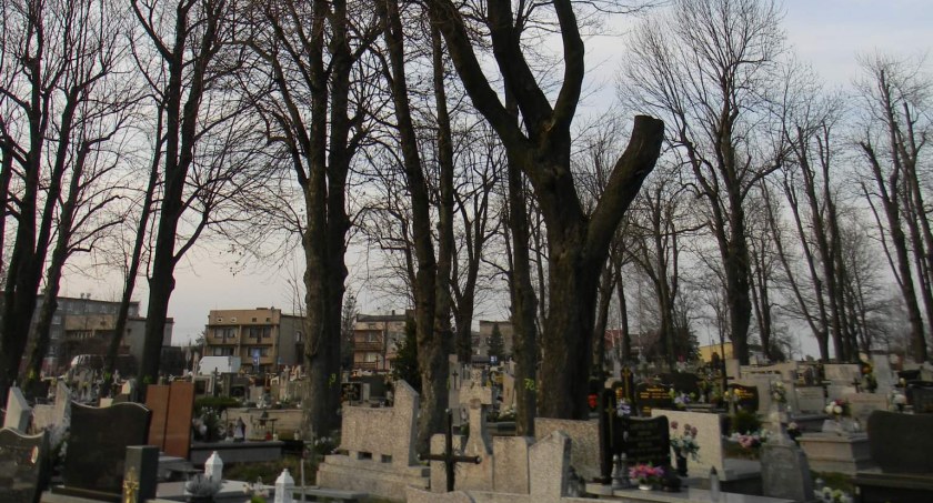 Na zdjęciu drzewa na Nowym Cmentarzu poddane pielęgnacji 