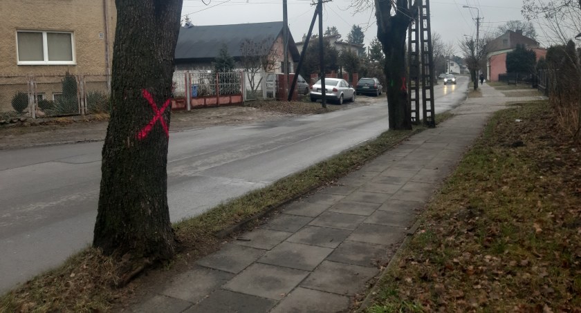 Na zdjęciu drzewa oznaczone do wycinki - fot. UM Radomsko