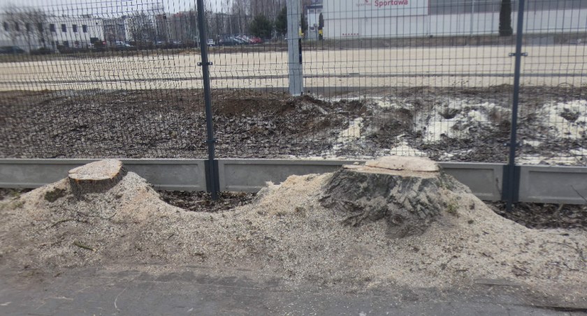 Na zdjęciu pnie po wyciętych drzewach - fot. Czytelnik 