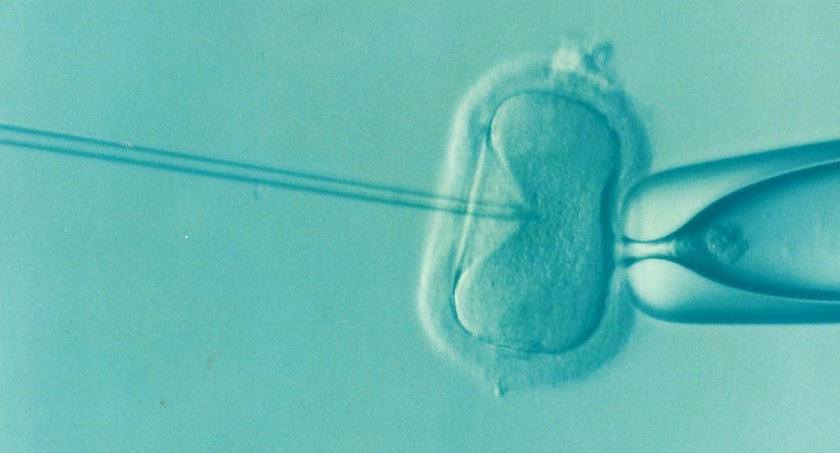 Na zdjęciu zapłodnienie metodą in vitro - fot. Pixabay
