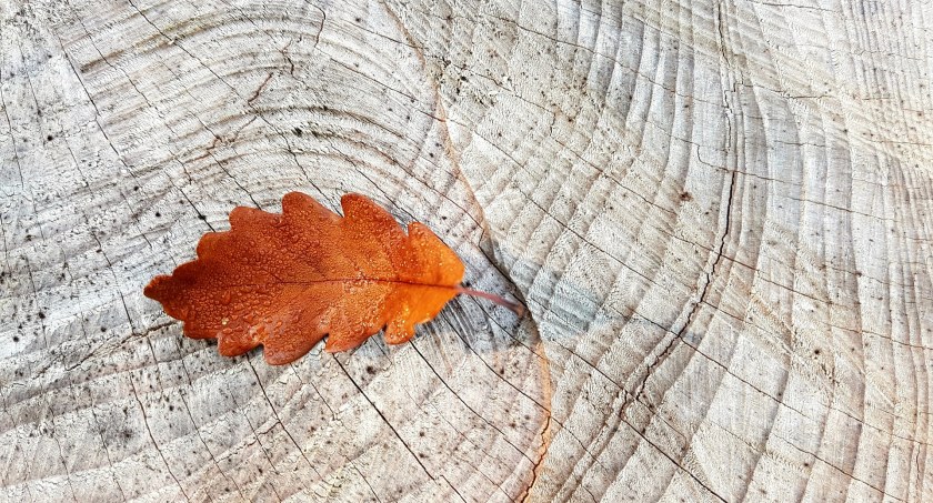 Na zdjęciu liść dębu, fot. Pixabay
