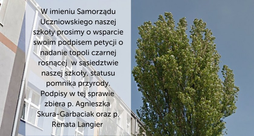 Na zdjęciu topola rosnąca przed II LO, fot. Facebook/II LO