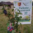 zdjęcie nr 10