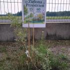 zdjęcie nr 8