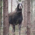 Fotka nr 1 z 2