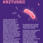 zdjęcie nr 37