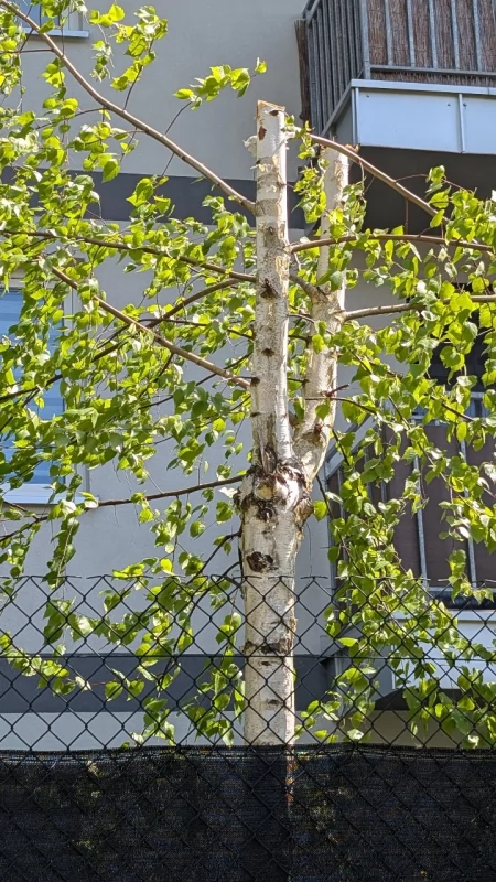 Brzoza trafiła na policję: ścięli nie swoje, sąsiad się wkurzył, administrator zainterweniował