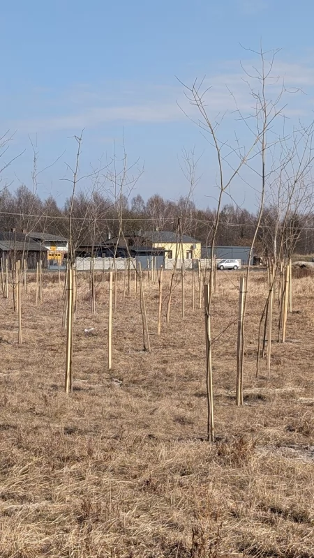 Czytelnik: - Widzieliście, jak te drzewka się ładnie kładły, bo powiało? Urząd miasta: - Spokojnie, wykonawca już poprawia