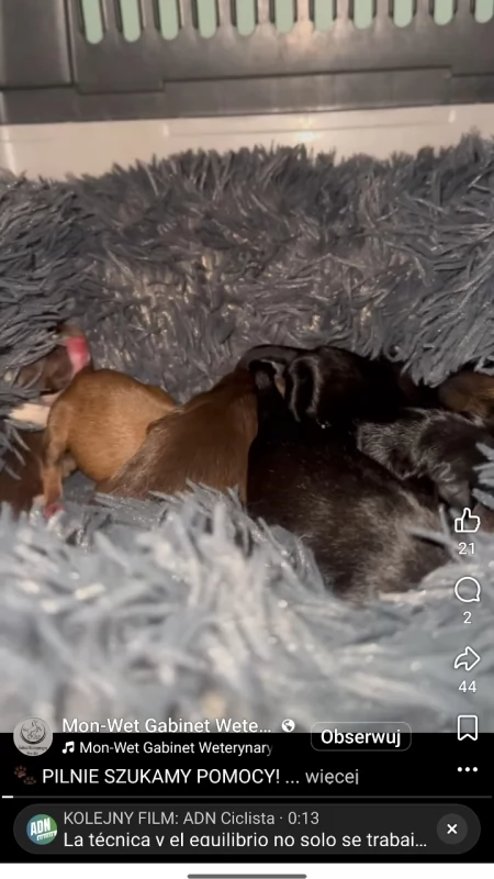 [WIDEO] Weterynarz Monika Stelmaszczyk: - Zła istota rozrzuciła szczeniaki jak ziemniaki. Potrzebujemy pomocy