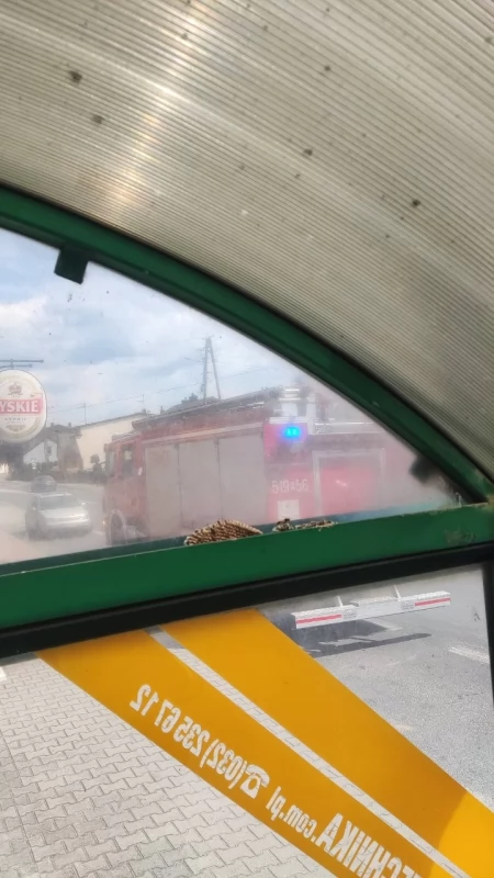 Założyły gniazdo na… przystanku autobusowym. Dyżurny straży do akcji wysłał jeden zastęp