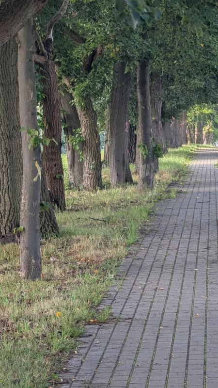 Czytelniczka: - Znów szykuje się rzeźnia drzew? Właściciel parku: - Nie chcemy wycinać nic ponad to, co konieczne
