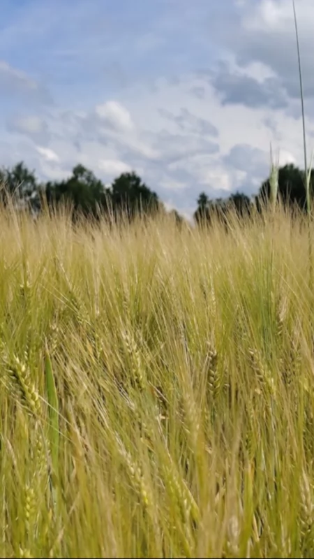 Zaczęły się żniwa, zaczęły się pożary. Strażacy gaszą kombajny i ścierniska