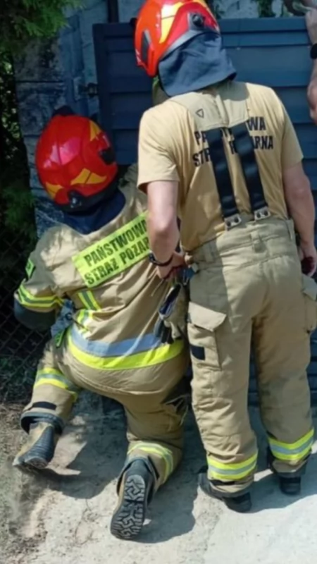 Nietypowe wezwanie do dzielnicy Miłaczki. Strażacy uwalniali psa, który zaklinował się w bramie
