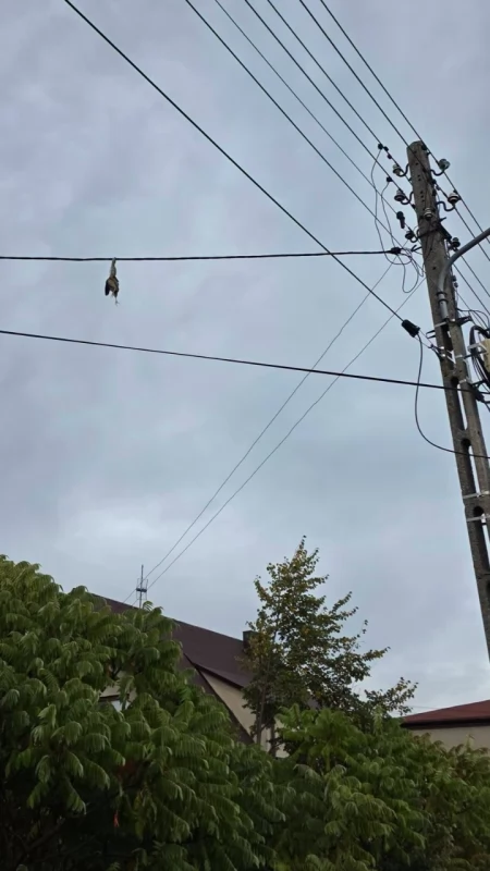 Ptak wplątał się w linię energetyczną. Na pomoc ruszyli mu strażacy z Przedborza