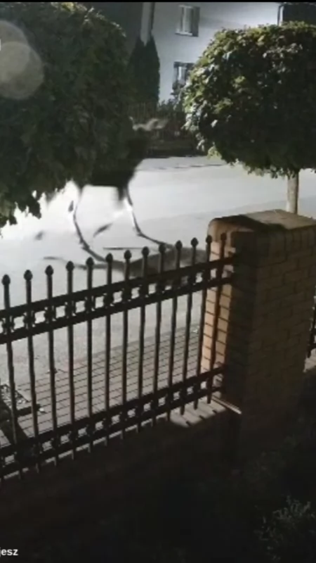 [WIDEO] Łoś przyszedł… na ulicy Słonecznej. Burmistrz Kamieńska: - Kamieńsk potrafi zaskoczyć o każdej porze dnia i nocy