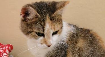 Radomsko zwierzęta do oddania - psy i koty do adopcji ze schroniska  | radomszczanska.pl
