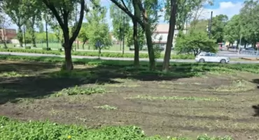 Czytelnik: - To jakieś barbarzyństwo! Ten trawnik został zaorany! Dosłownie! Urząd Miasta: - Spokojnie, to były chwasty, a trawa szybko odrośnie