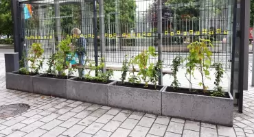 Miasto posadziło bluszcz przy wiatach przystankowych. - Jak wam się podoba? - pyta Radomszczan