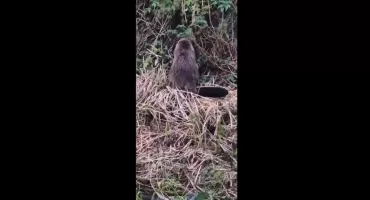 [WIDEO] Czytelniczka: - Ludzie się zatrzymywali i mówili, patrzcie, kapibara! W centrum miasta w Radomce żerował bóbr