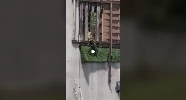[WIDEO] Czytelniczka: - Niedawno pisaliście o pustułce, która poluje na gołębie. Chyba udało mi się ją nagrać