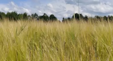 Zaczęły się żniwa, zaczęły się pożary. Strażacy gaszą kombajny i ścierniska