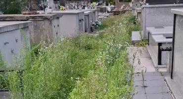 Czytelniczka: Kiedy Stary Cmentarz zostanie wykoszony? Zarządca odpowiada: „Najpierw Nowy, teraz Stary. Nie da się zrobić wszystkiego naraz