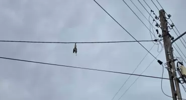 Ptak wplątał się w linię energetyczną. Na pomoc ruszyli mu strażacy z Przedborza