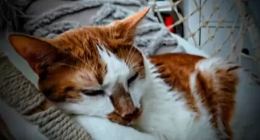 Radomszczański hufiec ZHP zachęca do udziału w konkursie fotograficznym „W kadrze dla zwierząt”